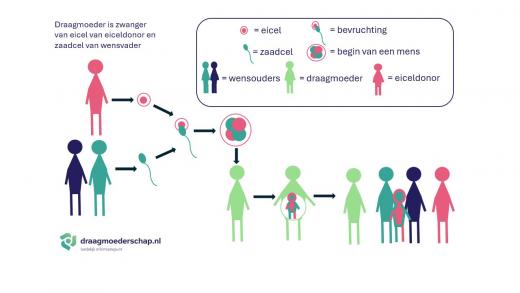 uit een eicel van een donor en zaadcel van wensvader groeit een kind met hulp van een draagmoeder