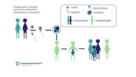 Uit de eicel en zaadcel van de wensouders ontstaat een kind met hulp van een draagmoeder