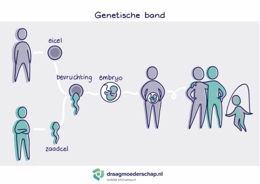 De eicel van wensouder smeltsamen met zaadcel van wensouder waaruit een kind wordt geboren met de kleuren van de wensouders